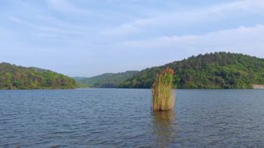 Güneşli bir günde dağlarla gölün ortasında bir grup su bitkisi.