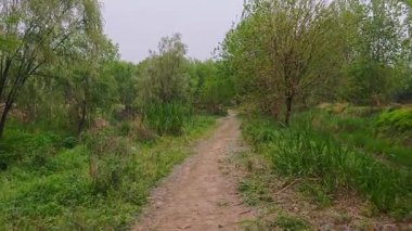 Ağaçların her iki tarafında ağaçlarla yolda yürüyorum.