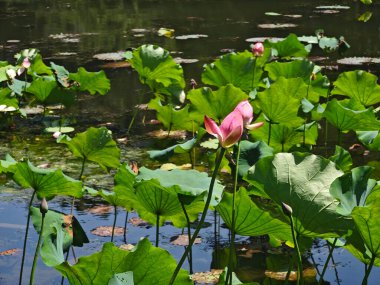 Pembe nilüfer tomurcuğu güneşli bir günde bu gölde