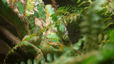 Yeşil bir bukalemun bir dala tırmanıyor.