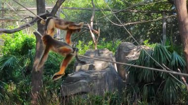 Üç altın burunlu maymun, güneşli bir öğleden sonra hayvanat bahçesinde ipte oynuyorlar.