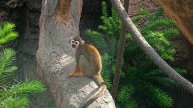 Saimiri Sciureus, güneşli bir günde hayvanat bahçesinin dalında oynar.