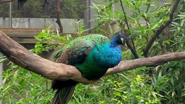 Bir yeşil ve mavi tavus kuşu hayvanat bahçesindeki tüylerini temizler.