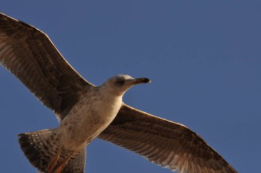 Gökyüzünde uçan ve aşağıya bakan bir martıya yakın çekim