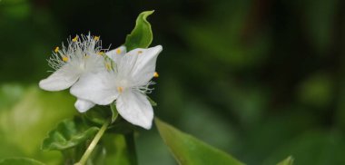 Yaprakların ortasındaki küçük beyaz çiçek ve büyümüş yeşil bitki, makro fotoğrafçılıktaki doğa.