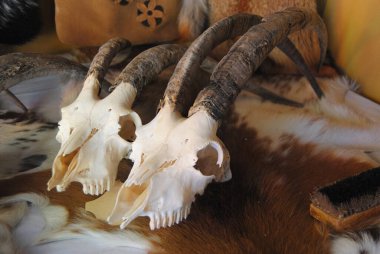 Eski hayvan kafatasları, deri üstünde bırakılmış hayvan kemikleri.