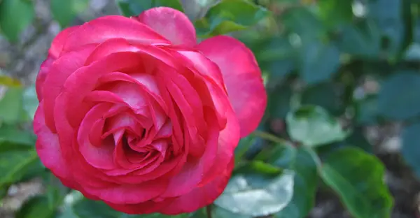 Bir gül, pembenin tonlarında ve yeşilin tonlarında bir çiçek.