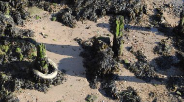 Nehir kirliliği, eski lastikler ve sopalar kurumuş bir nehrin dibinde sıkışmış.