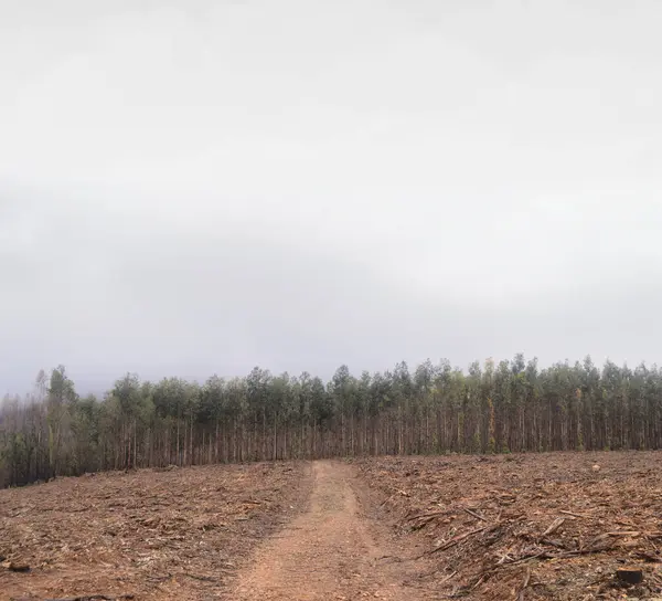 Endüstriyel amaçlar için orman seyrelmesi, doğayı ve ormanı korumak, küresel ısınma, çevre, yağmurlu ve sisli bir gün, üzüntü