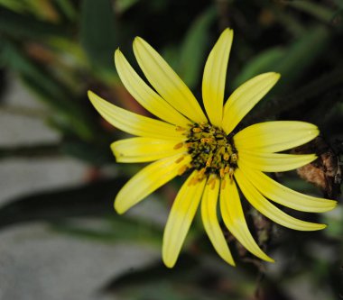 Açık sarı bahar çiçeğinin renkli makro fotoğrafçılığı