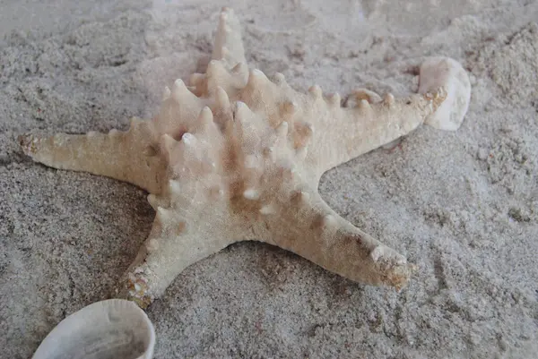 Kumsalda kurumuş deniz yıldızı.