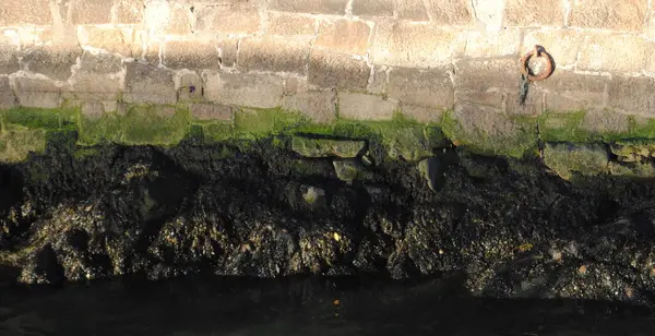 Tekneleri bağlamak için nehir yatağının duvarına sabitlenmiş bir yüzük. Nehir suyunun nemiyle eskimiş bir duvar. Yeşilin gölgeleri.