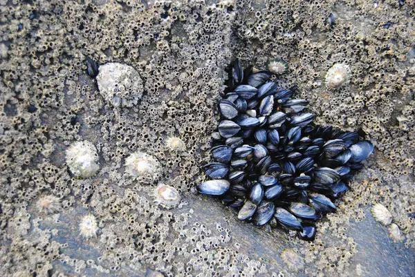 Dalgalar çekildiğinde bir kayaya bağlı midyeler ve deniz fenerleri.