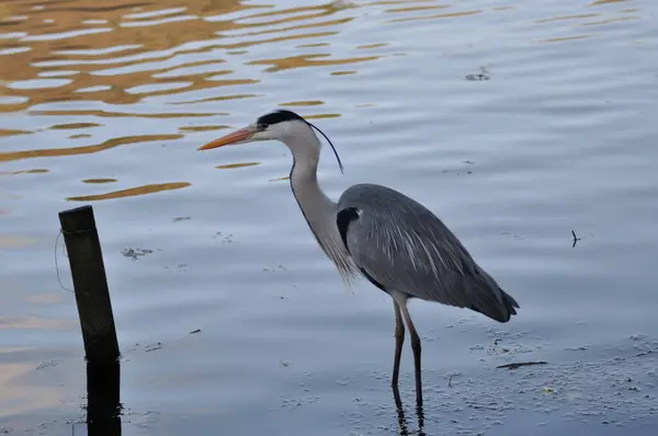 Gri balıkçıl doğal ortamında suyun içinde duruyor.