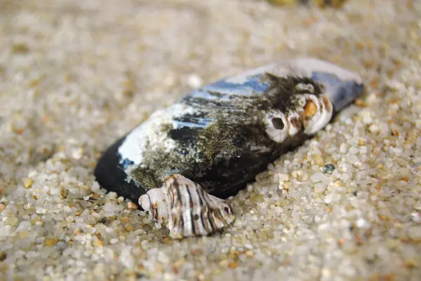 Kumsalda kahverengi enikli midye.