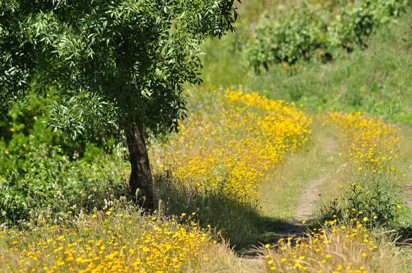 Sarı bahar çiçekleri olan patika bir ağaç ve ağaç gölgesi, bahar doğası.