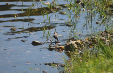 Su içmek için nehir yatağındaki kayanın üzerindeki küçük cesur kuş.