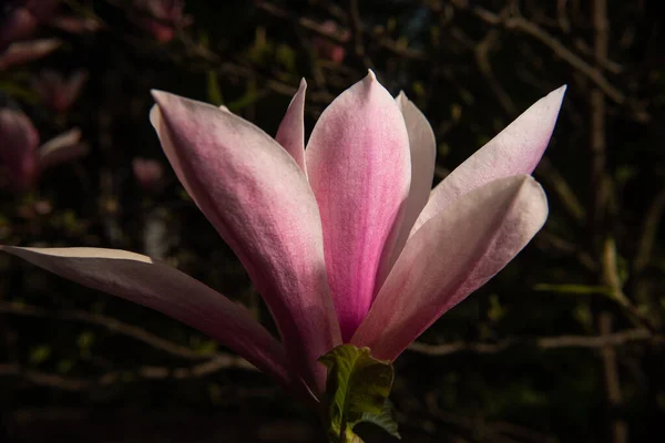 Beautiful White Pink Magnolia Flower Dark Background — Stock fotografie