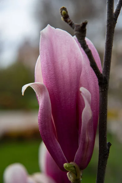 Piękny Biało Różowy Pączek Magnolii Jasnym Tle — Zdjęcie stockowe