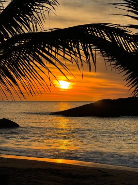 Palmiye ağaçları arasından güneş ışığı, Brezilya plajı