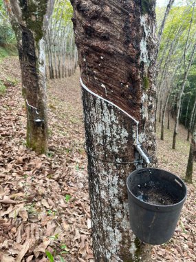 Latex Production from the Sap of the Rubber Tree in a Rubber Plantation clipart