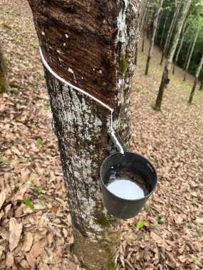 Kauçuk Tarlasında Kauçuk Ağacın Özsuyundan Lateks Üretimi