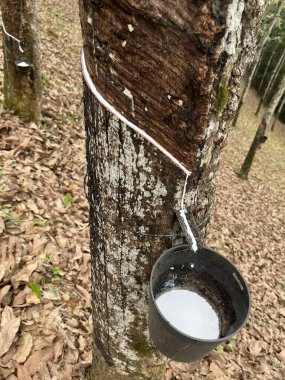 Kauçuk Tarlasında Kauçuk Ağacın Özsuyundan Lateks Üretimi