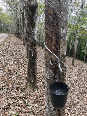 Kauçuk Tarlasında Kauçuk Ağacın Özsuyundan Lateks Üretimi