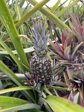 ananas gruptaki