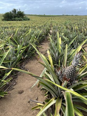 Ananas çiftlikleri ve ananas çiftlikleri 