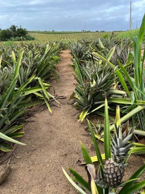 Ananas çiftlikleri ve ananas çiftlikleri 