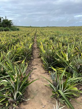 Ananas çiftlikleri ve ananas çiftlikleri 