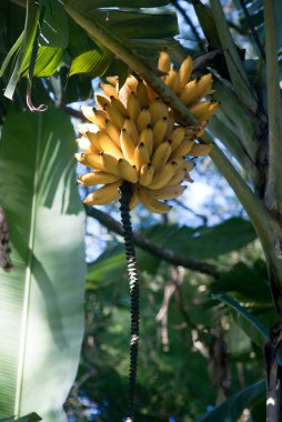 Bir sürü olgun muz muz ağacı