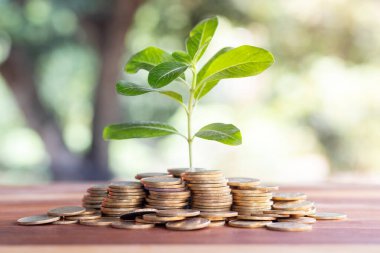 Bitki bozuk para yığınlarının üzerinde bulanık doğa arka planına sahip olarak yetişir. Para tasarrufu, yatırım, mali büyüme kavramı