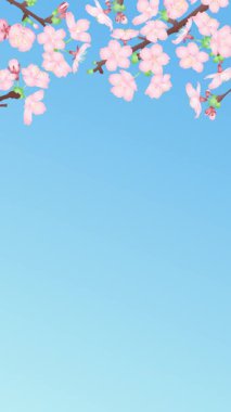 Dikey 4K döngü, rüzgarda sallanan kiraz çiçeklerinin mavi gökyüzü gradyan arka planında canlandırması.