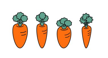 Dört havucun vektör çizimi. Basit ve temiz tasarım, yemek, tarım ve sağlıklı yaşam tarzı temaları için mükemmel..