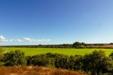 Bereketli yeşil çeltik tarlaları Santarem, Portekiz 'de açık mavi bir gökyüzünün altında toprak bir yol ve olay yerini çevreleyen ağaçlarla