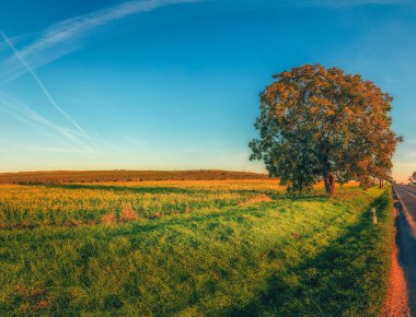 Czech kırsalında asfalt yolda büyüyen yalnız bir ağacın rengarenk sonbahar yapraklarını aydınlatan sıcak akşam güneşi huzurlu ve manzaralı bir manzara yaratıyor.