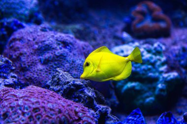 Canlı sarı tang balığı canlı bir mercan resifini zevkle keşfeder ve sualtı yaşamının çarpıcı güzelliğini gösterir.