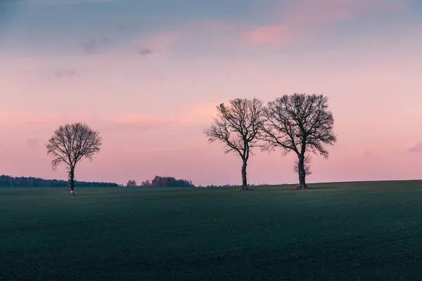 Three leafless trees stand in a vibrant green field under a beautiful pastel pink and purple sunset sky in stanica, poland, creating a serene and picturesque landscape