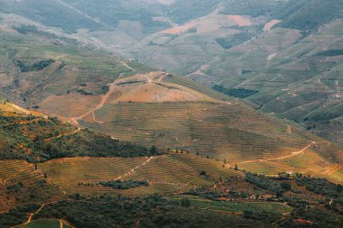 Alijo, Vila Real, Portekiz 'deki Douro Vadisi' nin sarmaşık bağlarının ve teraslarının manzarası, şarap üretimiyle ünlü güzel bir manzara yaratıyor.