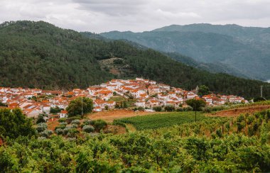 Lush vineyards blanket the rolling hills, encircling the charming village of Alijo in Vila Real, Portugal, under a cloudy sky, creating a picturesque scene of rural tranquility clipart