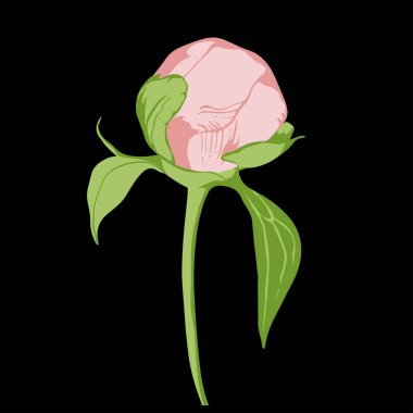 Şakayığın renkli düz vektör çizimi. Kozmetik paket tasarımı, şifalı bitki, tedavi, yarım bakım, parmak izi. Kumaş, tekstil, giysi, ambalaj kağıdı, duvar kağıdı için tasarım ögesi