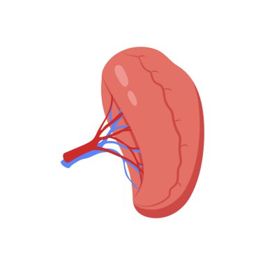 Dalak simgesi vektörde. Logotype