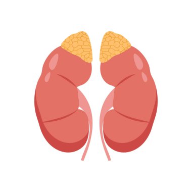 Vektör olarak Adrenal Bez simgesi. Logotype