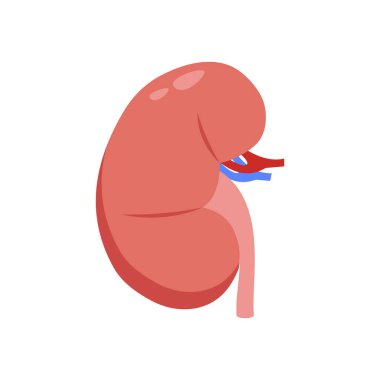 Böbrek ikonu. Logotype