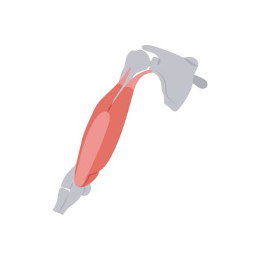 Trisepslerin kas simgesi vektörde. Logotype