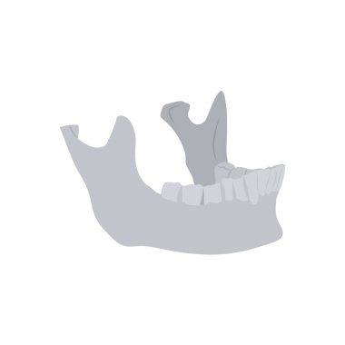 Vektör olarak çene kemiği simgesi. Logotype