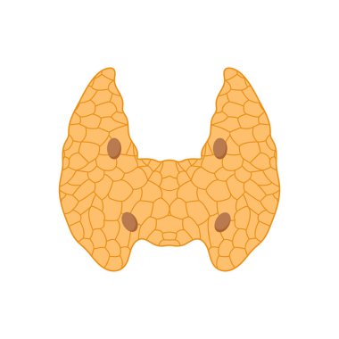 Vektör içinde paratiroid bezleri simgesi. Logotype