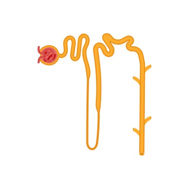 Vektör olarak nefron simgesi. Logotype